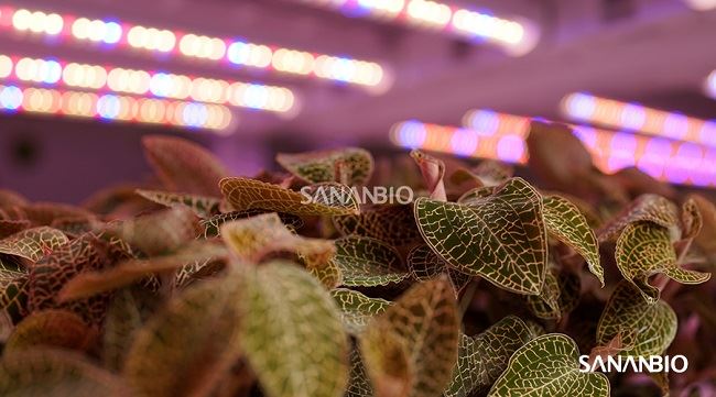 3535 uv led